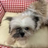 ミックス犬(ID:429312)