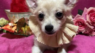 ポメラニアン(ID:373967)