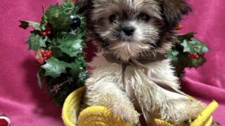 ミックス犬(ID:429312)