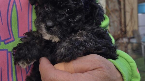 タイニープードル(ID:434196)