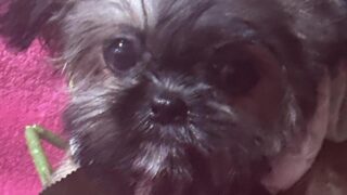 ミックス犬(ID:429311)