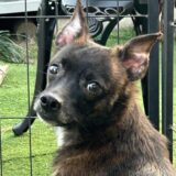 ミックス犬(ID:203167)