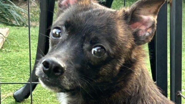 ミックス犬(ID:203167)