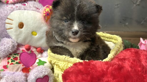 販売）秋田×北海道犬　2026/0１/10