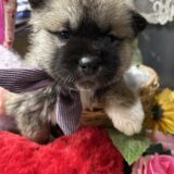 販売）秋田×北海道犬　2026/0１/10