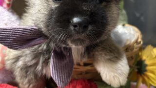 販売）秋田×北海道犬　2026/0１/10