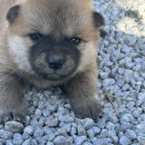 販売）秋田×北海道犬　2026/0１/10
