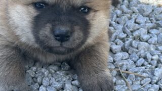 販売）秋田×北海道犬　2026/0１/10