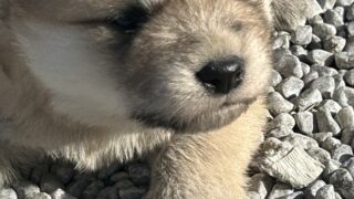 販売）秋田×北海道犬　2026/0１/10