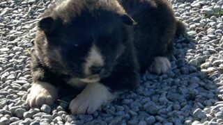 販売）秋田×北海道犬♂　2026/0１/10