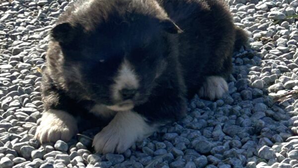 販売）秋田×北海道犬♂　2026/0１/10