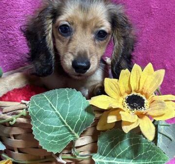 Mダックス♀シューデッドレッド