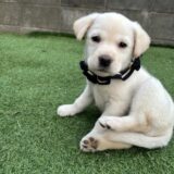 ラブラドールレッドリバー♀