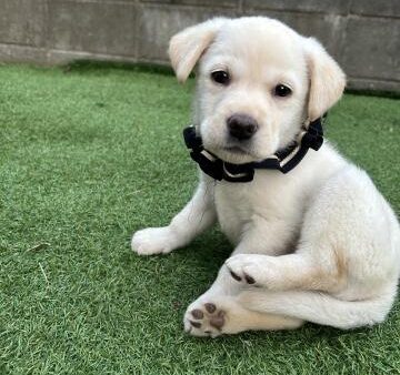 ラブラドールレッドリバー♀