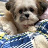 ミックス犬(ID:429312)