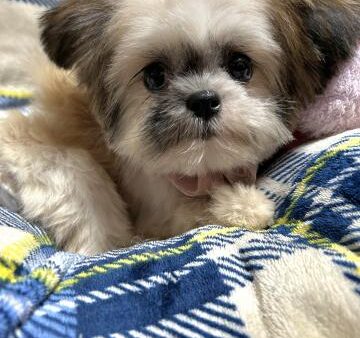 ミックス犬(ID:429312)