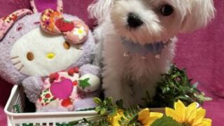 販売）マルチーズ♂NO2