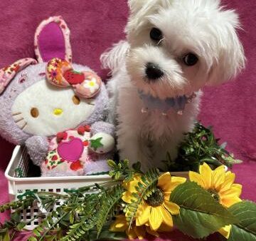 販売）マルチーズ♂NO2