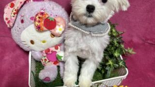 販売）マルチーズ♂