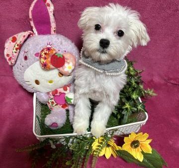 販売）マルチーズ♂