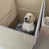 販売）ゴールデンレッドリバー♂