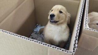 成約済み。ありがとうございます！）ゴールデンレッドリバー♂
