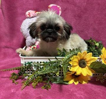 ミックス犬(ID:429311)