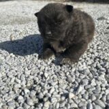 ミックス犬（秋田犬×北海道犬）