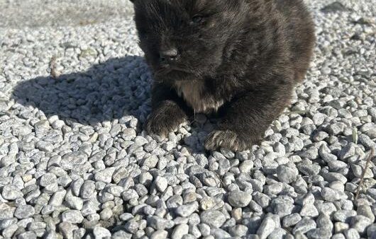 ミックス犬（秋田犬×北海道犬）