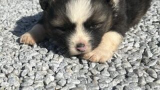 ミックス犬　成約済みです。ありがとうございます！