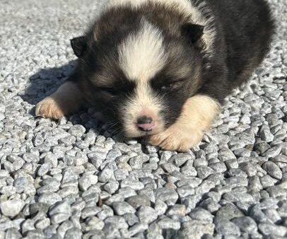 ミックス犬（秋田犬×北海道犬）