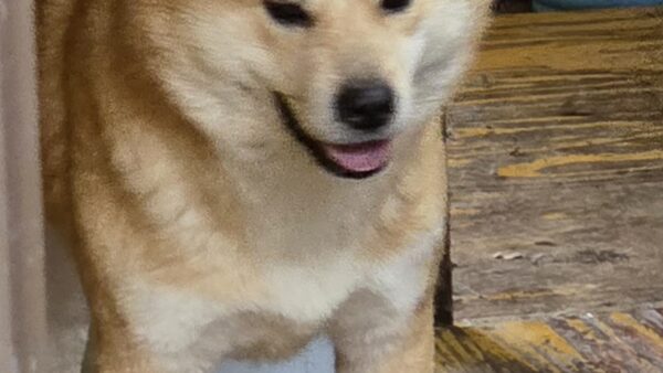 🐶譲渡犬）秋田×北海道犬　めす　4歳