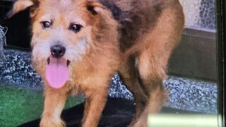 🐶譲渡犬）ダルメシアンと柴犬のミックス　めす　3歳