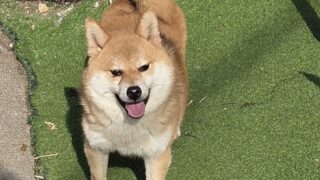 🐶譲渡犬）ポメラニアンと柴犬のミックス　2歳