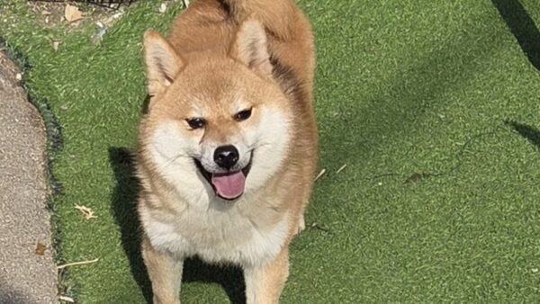 🐶譲渡犬）ポメラニアンと柴犬のミックス　2歳