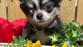 🐩販売犬）チワワ