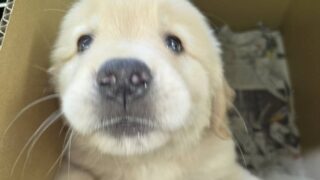 ❤️販売犬）ゴールデンレトリバー♀　生後2ヶ月　